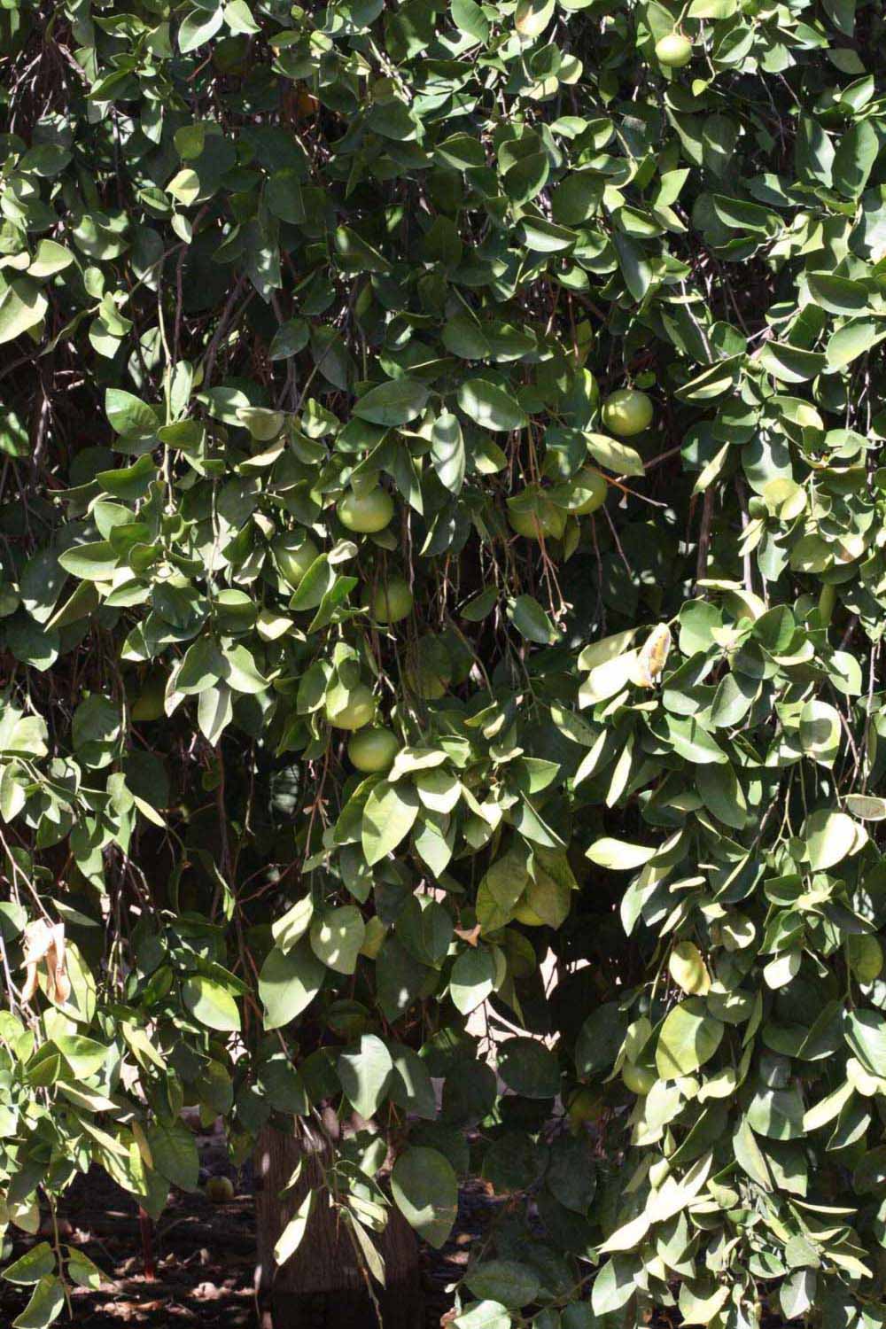            Habit (Riverside, CA)   